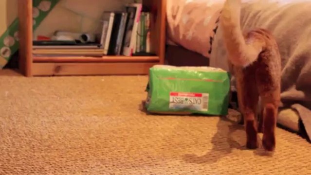 Chatons Somalis et Abyssin de la Rivaleraie