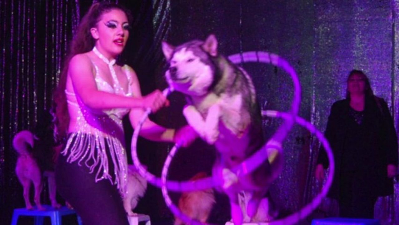 Animais no Circo