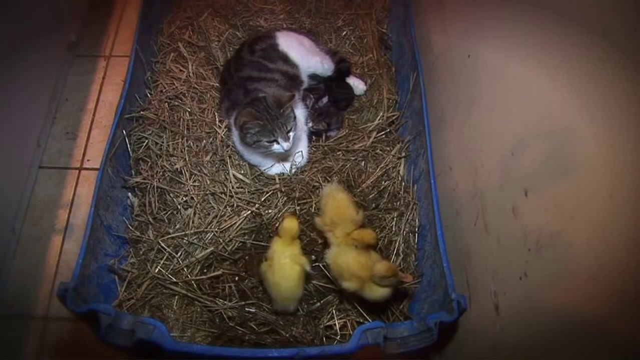 КОТКА се грижи за малки патета като майка