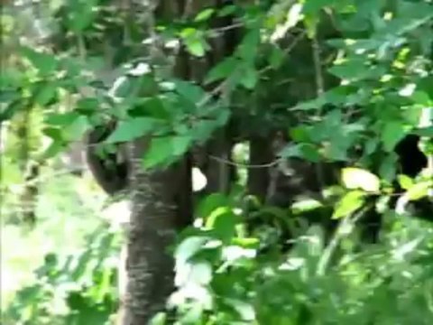 An Introduction to African Safari Tours and exactly what you can expect to see.