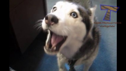 Des animaux qui font des bruits bizarres. Compilation d'animaux marrant!