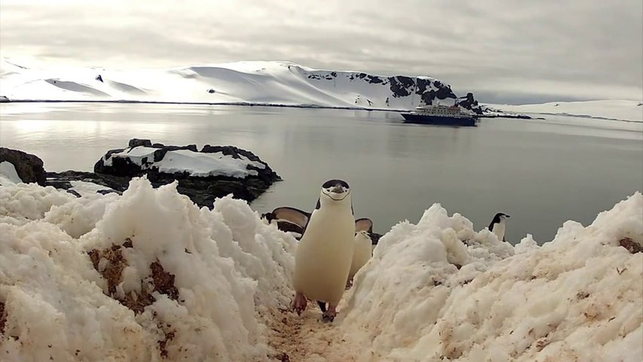 La danse des Pingouins - GoPro!