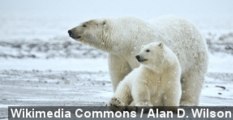 Polar Bears Adapt to Climate Change With New Diet