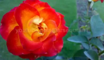 Hai Dunya Aaj Kal Weraan - (Ghilaf e Kaba)