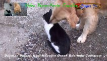 Düşman Bilinen Köpek İle Kedilerin Örnek Dostluğu; Çağlarca-Antalya