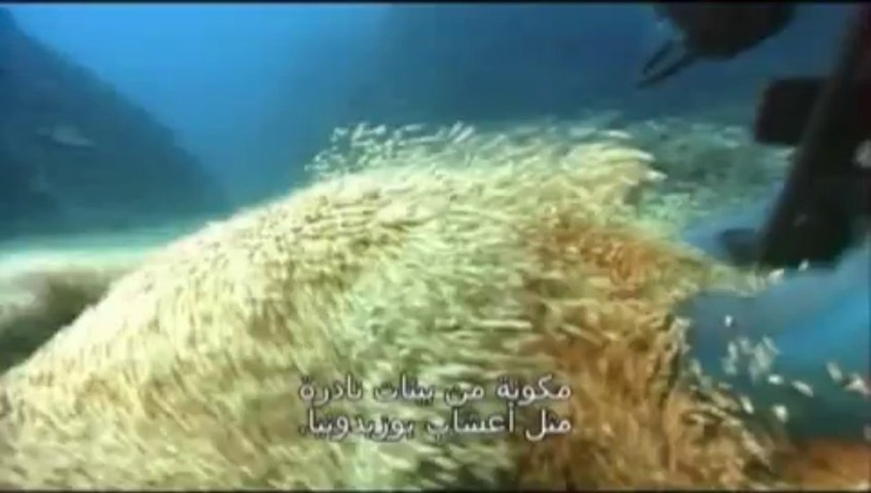 جسور - بونيفاسيو - لنحم الممر المائي