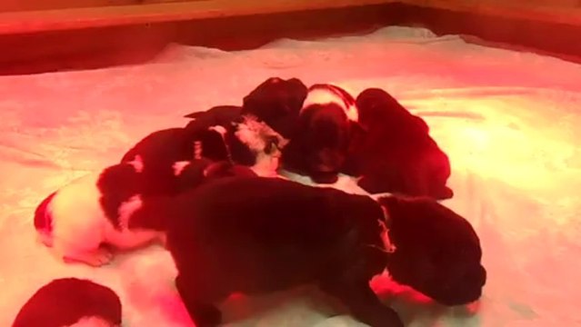 DSCN3190 - Portée de Gothann - les chiots ont 13 jours