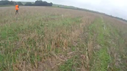 curt des feux du couchant à la chasse en plaine à rougefay saison 2013-2014