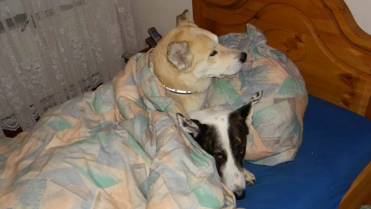 Nora Und Sammy turteln