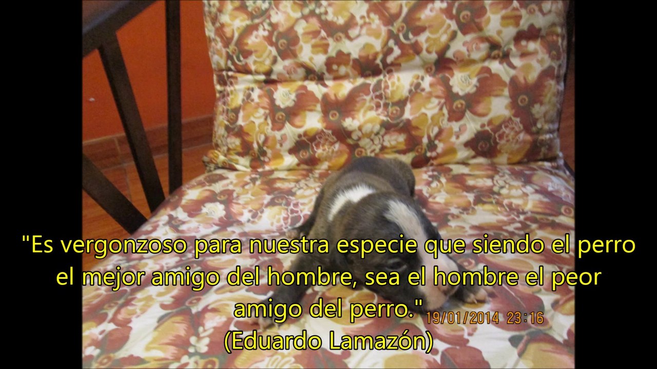 FRASE PERROS02