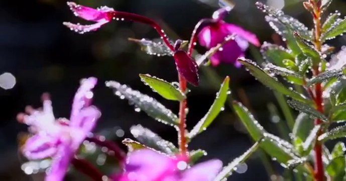 Astore Valley - Deosai plains from Astore valley, Gilgit baltistan, Pakistan