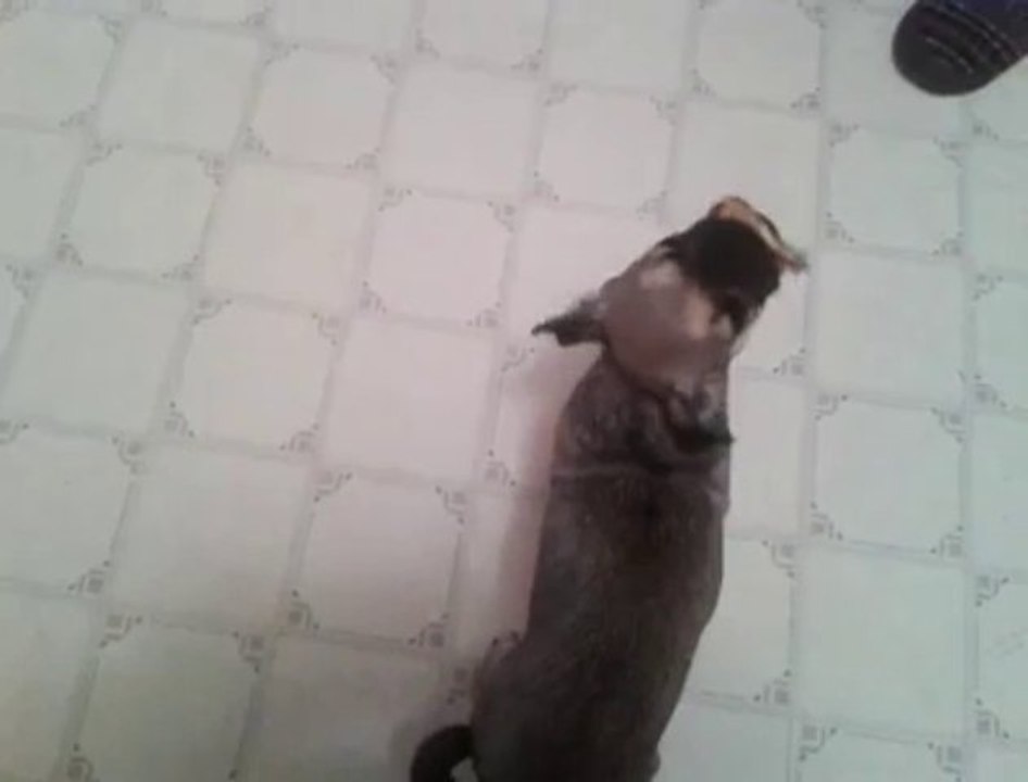 My Foul Mouthed Dog Eats a Hamburger