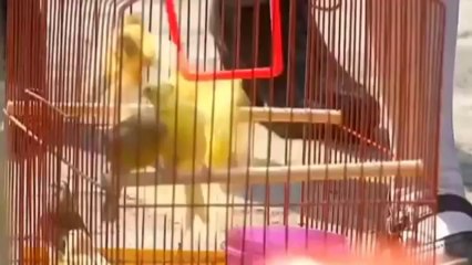 Animals given blessings in Mexico City