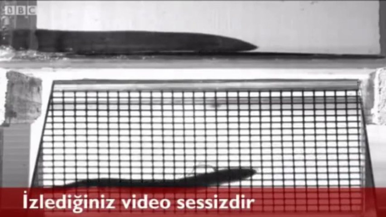 Yürüyen Balık Görüntülendi.Yoksa Evrim Teorisi Gerçek mi