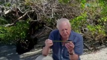 細看進化島(Galapagos with David Attenborough) Ch01