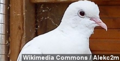 Peace Doves Released By Vatican Attacked Mid-Flight