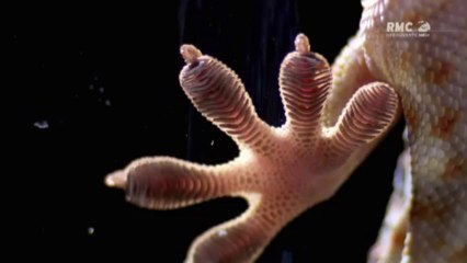 Les mondes invisibles .  L'infiniment petit .