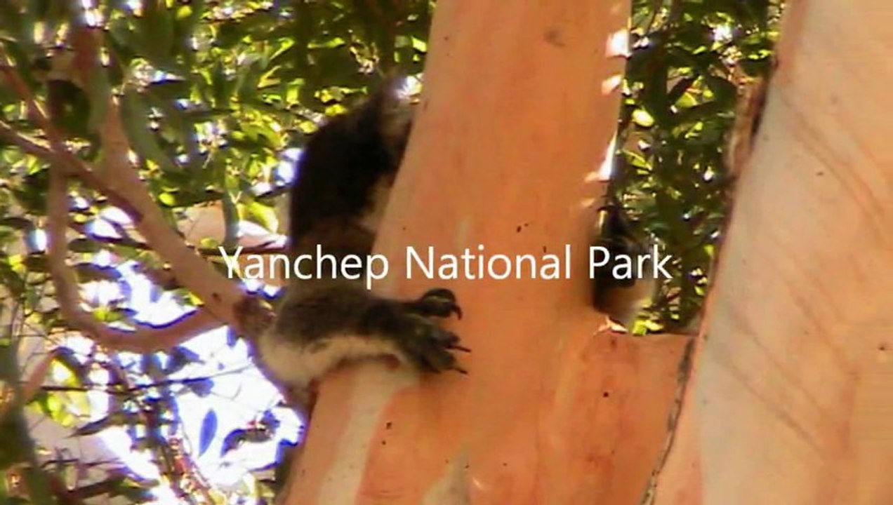 Koala Bears at Yanchep National Park Yanchep - Perth City, Western Australia Holidays