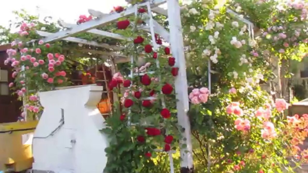 jardin 5 juin 2013 005