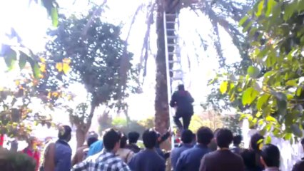 Cat which was stuck on a dates tree from three days, finally rescued by CDA in Islamabad