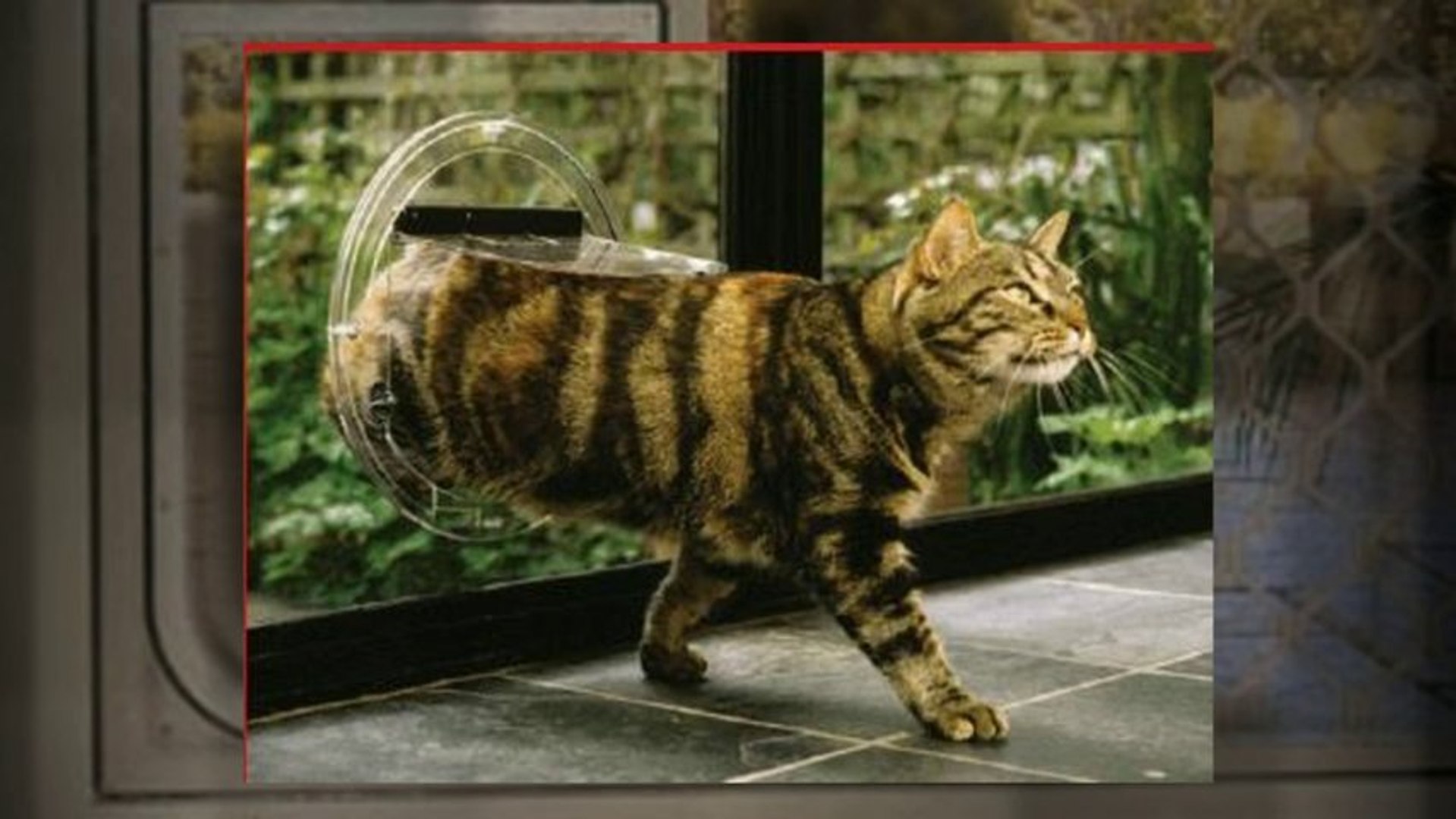 ⁣Pet Doors Offerings By Vebo Pet Supplies