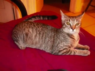 Corazon Roto - Original by Leinad - YouTube