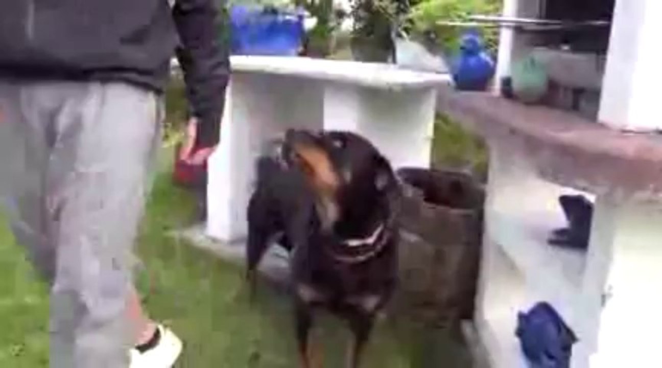 Angry rottweiler