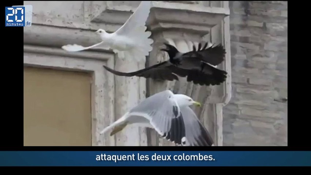 Les colombes du Pape attaquées par un corbeau et un goéland