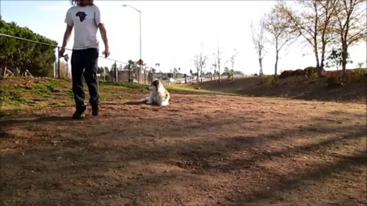 offleash-heel