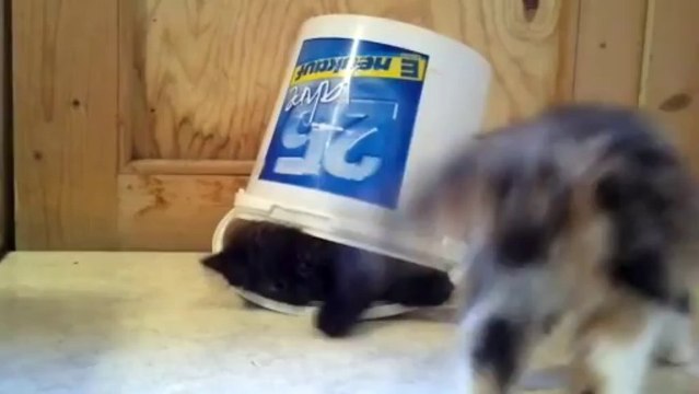 Chat trop mignon qui joue dans un seau!