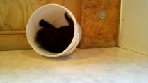 Cute Kitten playing in bucket