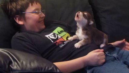 Belka(Alaskan Malamute_Siberian Husky),our 20 day old pup howling - YouTube [360p]