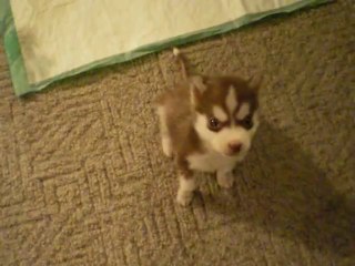Husky puppy : the mallest dog ever,  Sits and speaks on command.