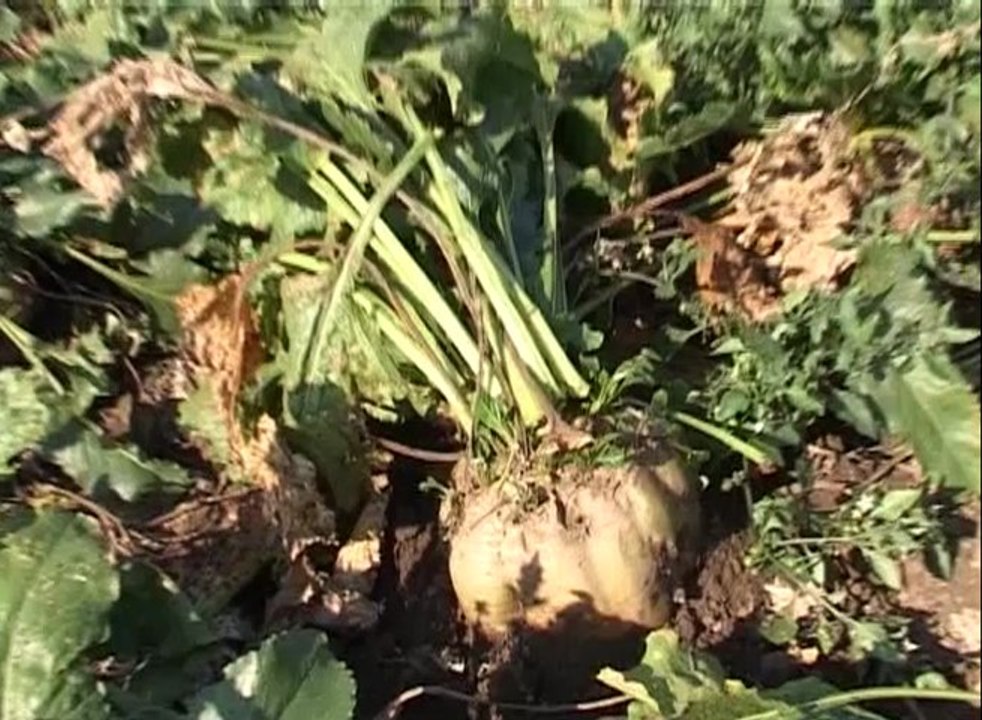 Syngenta - šećerna repa_ 332 _ 25.01.2014.