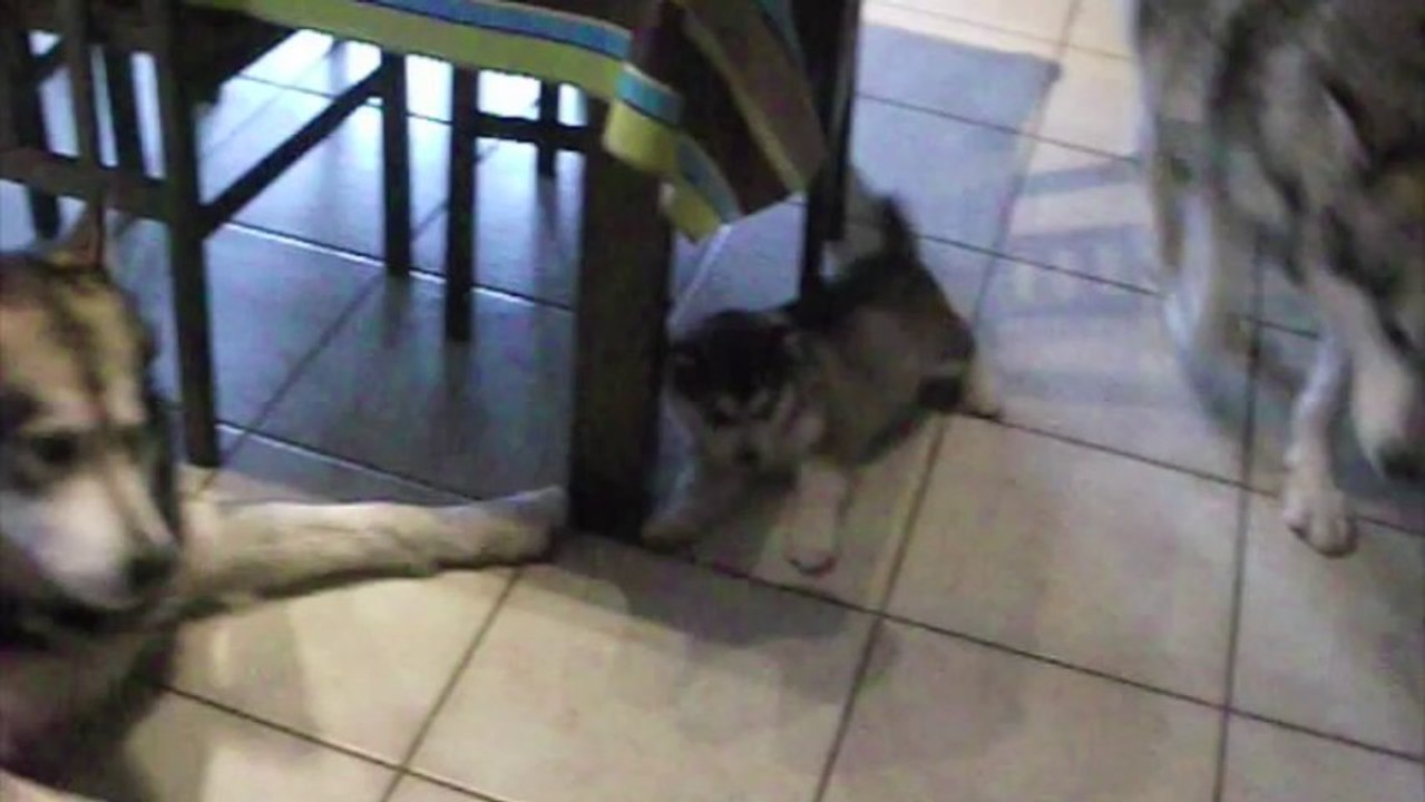 éducations des BB par les adultes