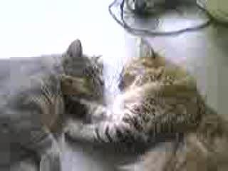 Cats the not so musical