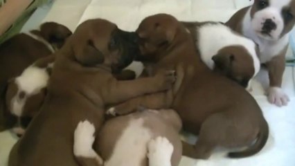 45ème vidéo  La 14ème portée de Staffordland