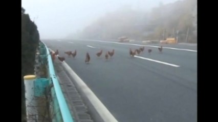 Chickens fly the coop in China after truck carrying them overturns