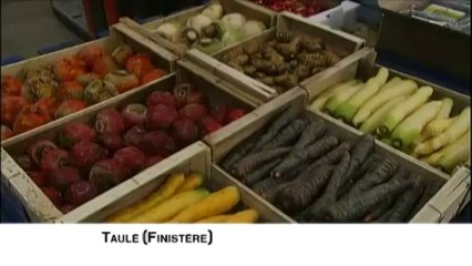 Les maraîchers du Finistère ressuscitent des variétés de betteraves oubliées