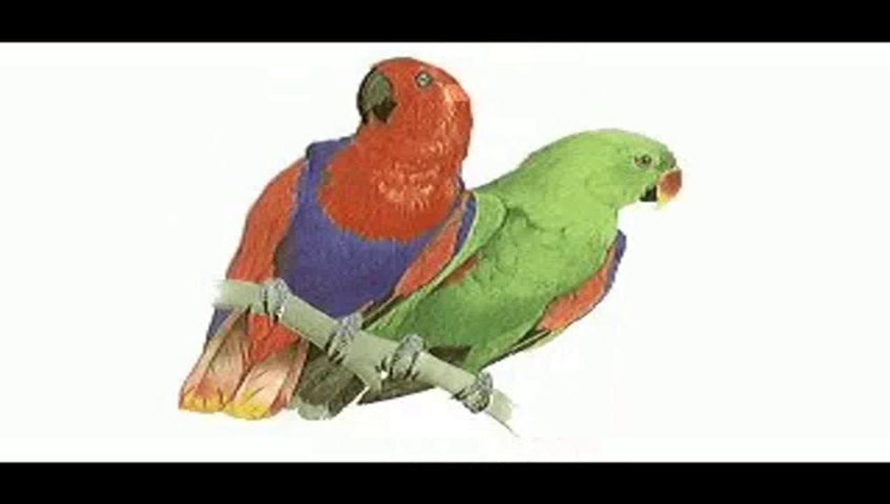 IGUANA FALLS Angel Rada