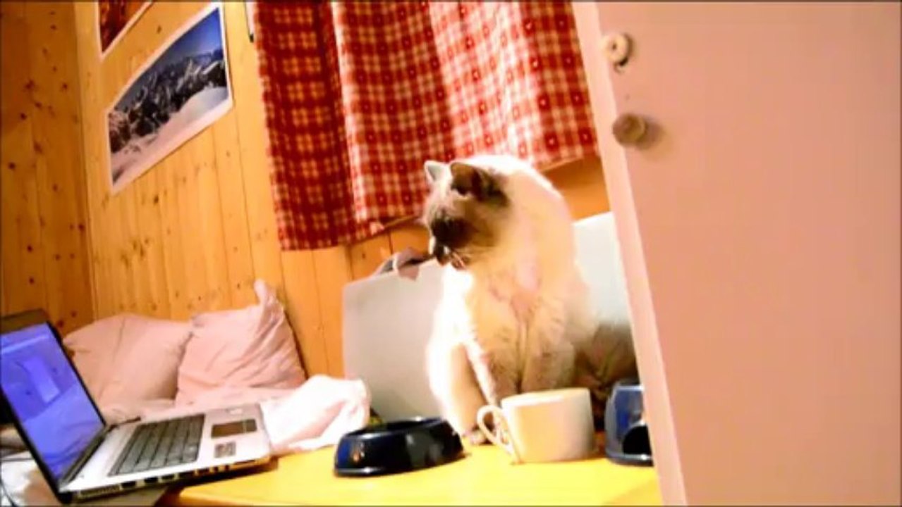 Presentation chien et chat