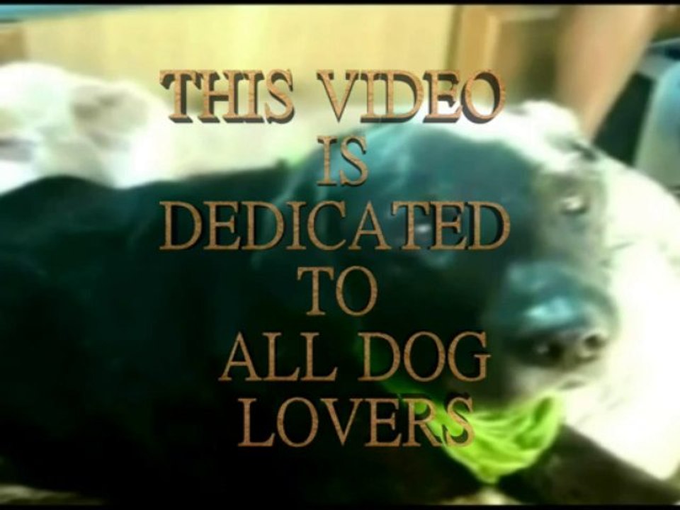 DOG BREEDS - Rottweiler, Australian Shepherd, Great Dane, Golden Retriever,Weimaraner