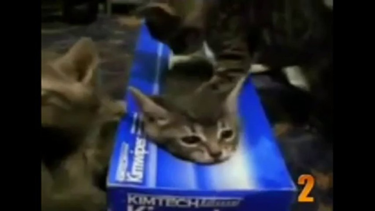 Cutest Cat Moments