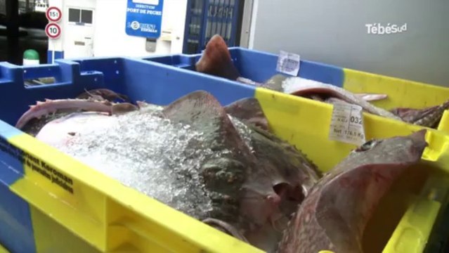 Lorient. Maurice Benoish, président de la Sem-Keroman : Nous souhaitons développer l'activité