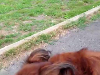 Incredible Dog Training CT -  Training Boarding Connecticut 203-293-7833