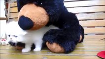 Kittens with Stuffed Bear