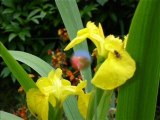 Les fleurs de mon jardin