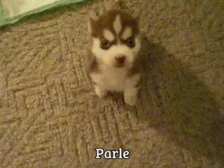 Dressage d'un chiot husky de 8 semaines