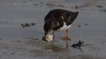 tourne-pierres gobant des coques