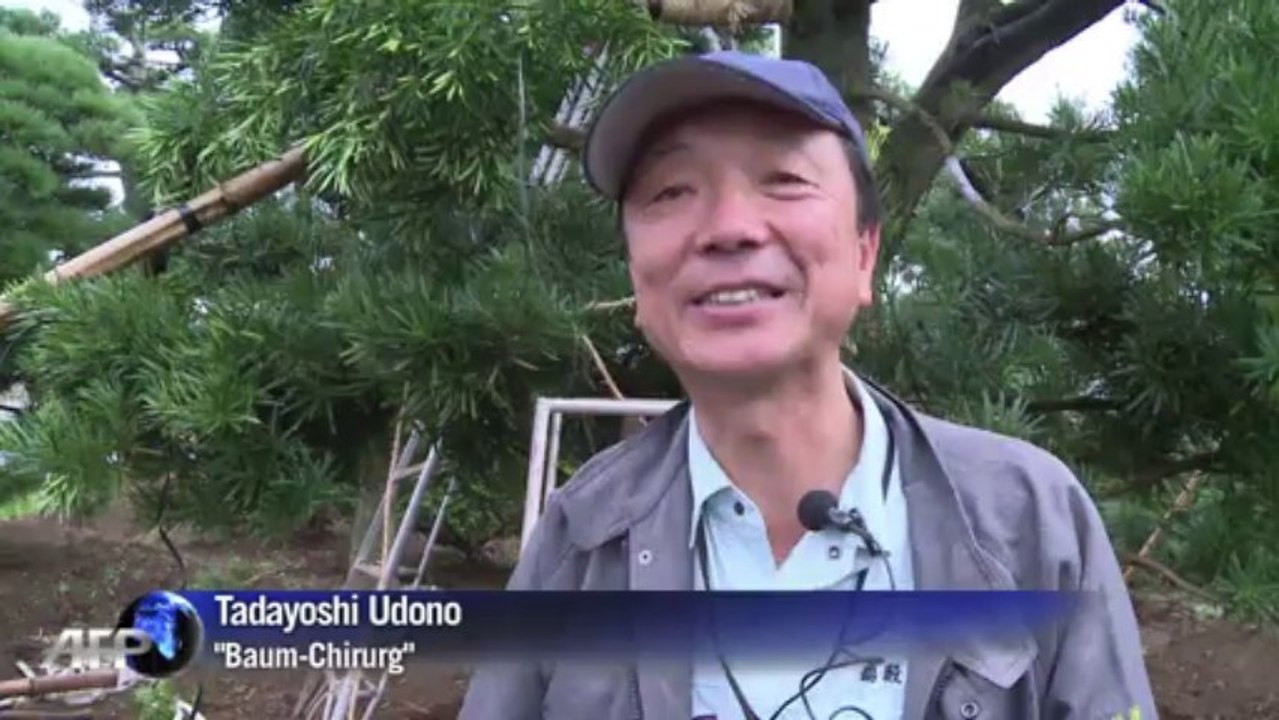 Japanische Baumkunst findet immer mehr Liebhaber